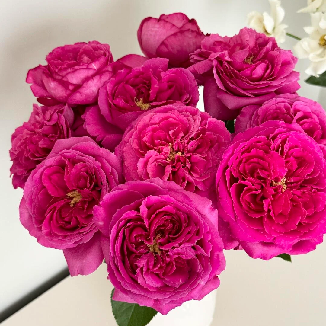 【稀有玫瑰】伊芙日出-单头玫瑰（注意：带包装醒花哦~）