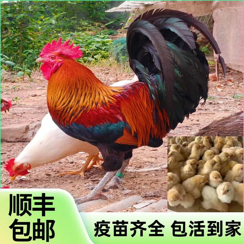 【红毛大公鸡（九斤红）】批发顺丰包邮可作宠物
