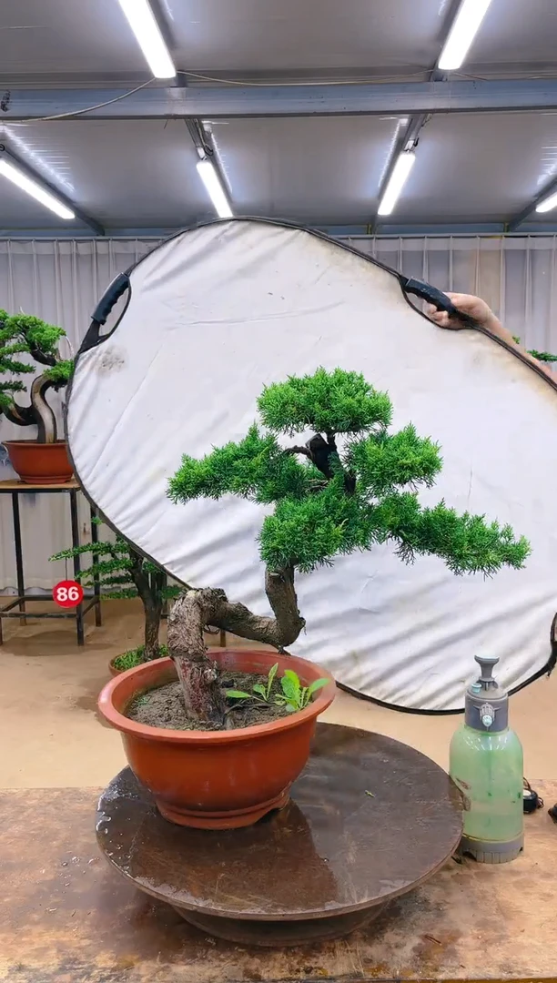 无花朵精品盆景  一物一拍