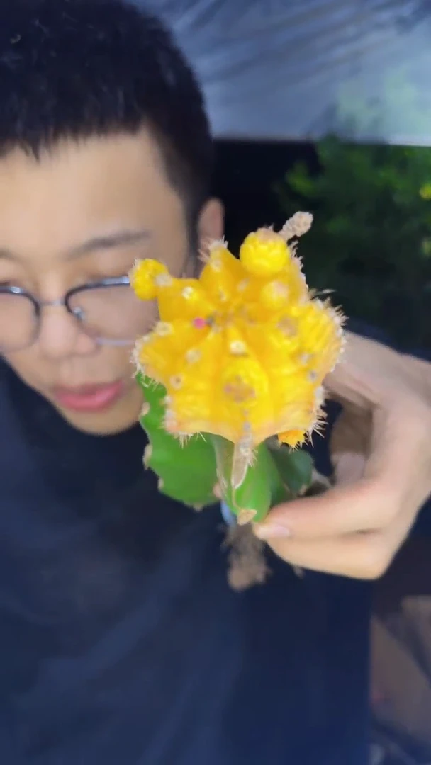 3颗 黄牡丹【嫁接】