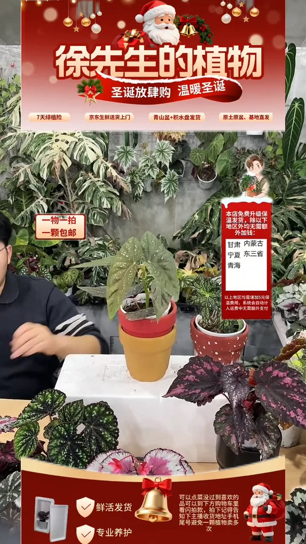 完全开放南乌城秋海棠