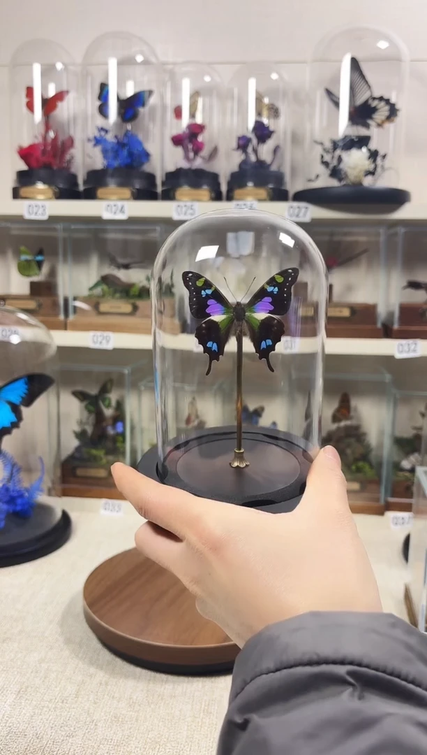 大自然真实的蝴蝶标本