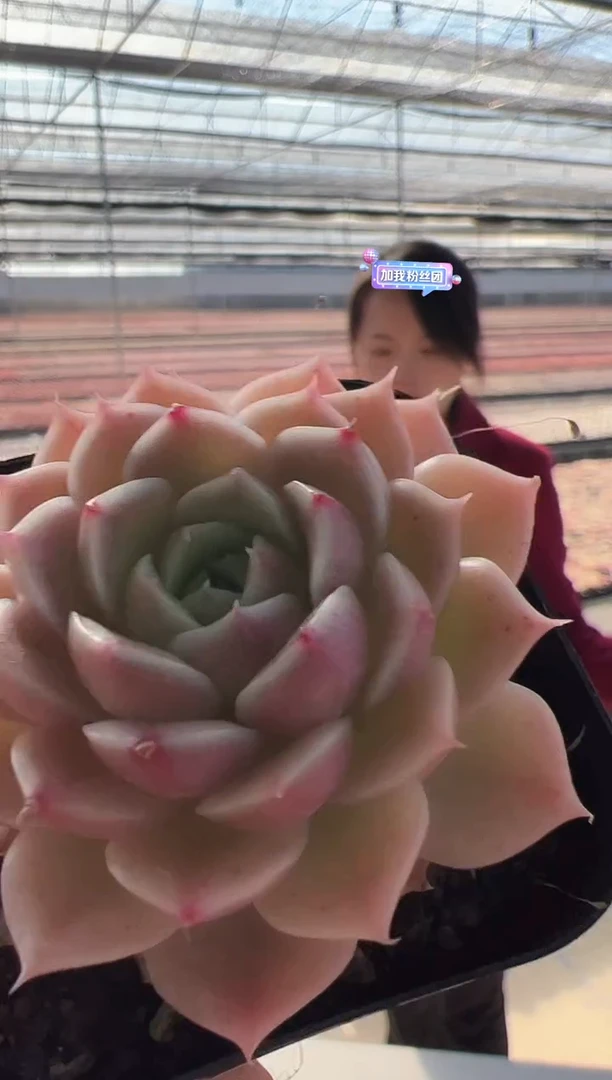 【闪购商品】东云福-5