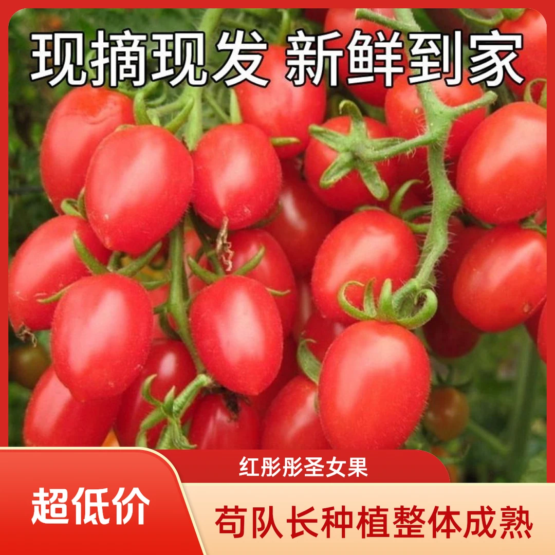 陕西咸阳贝贝小番茄清甜多汁新鲜采摘圣女果直发