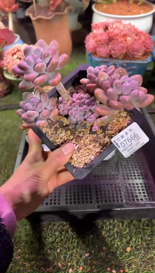 【闪购商品】07666