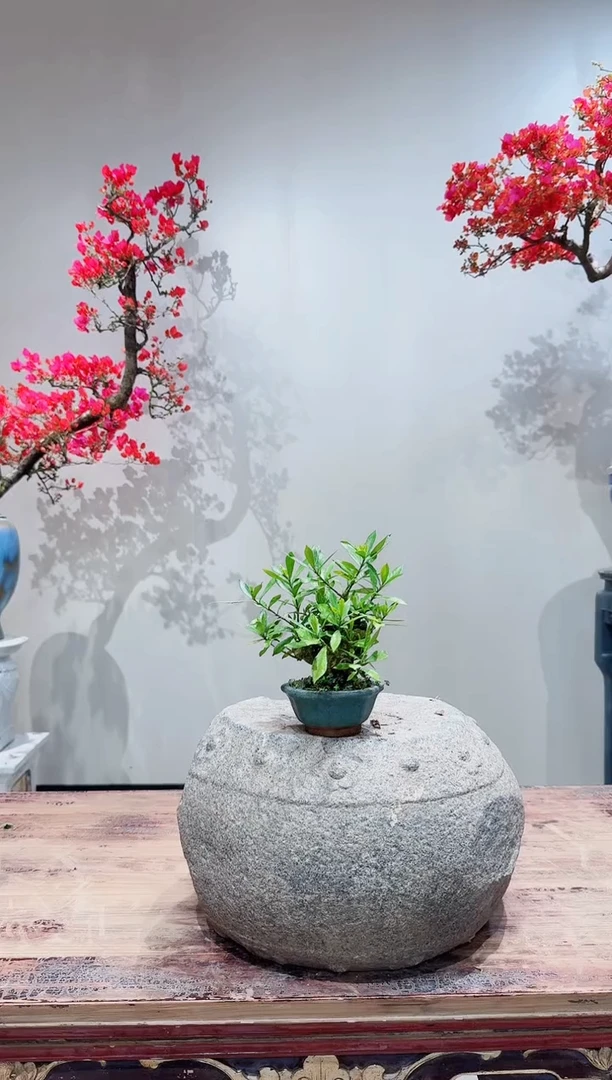 【闪购商品】盆景海岛栀子花