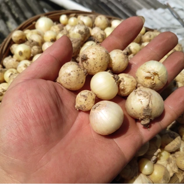 夏书记农家新鲜苦藠团葱小根蒜薤白可腌制凉拌炖汤