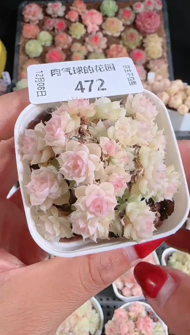 1208-472多肉群生不包整