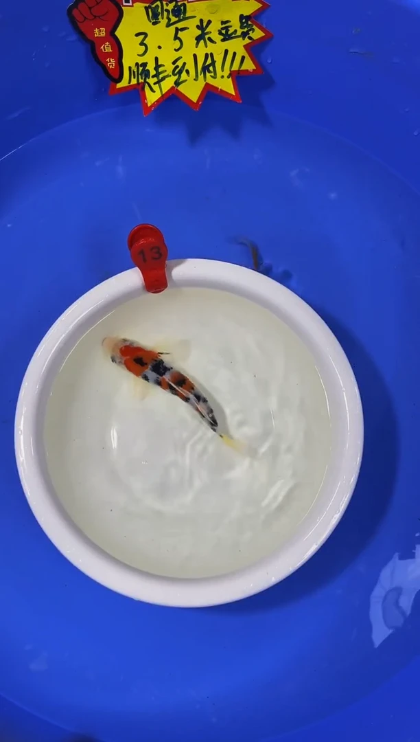 锦鲤活体二号链接