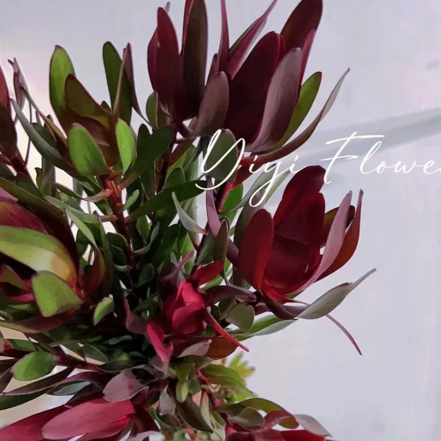 【木百合＆花曦子】火焰木百合|稀有小众花材云南基地直发过年鲜花