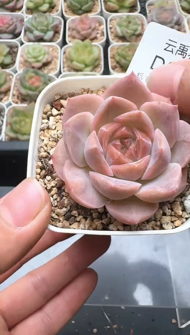 080D云禹多肉植物 带盆土纸巾打包 3颗包邮