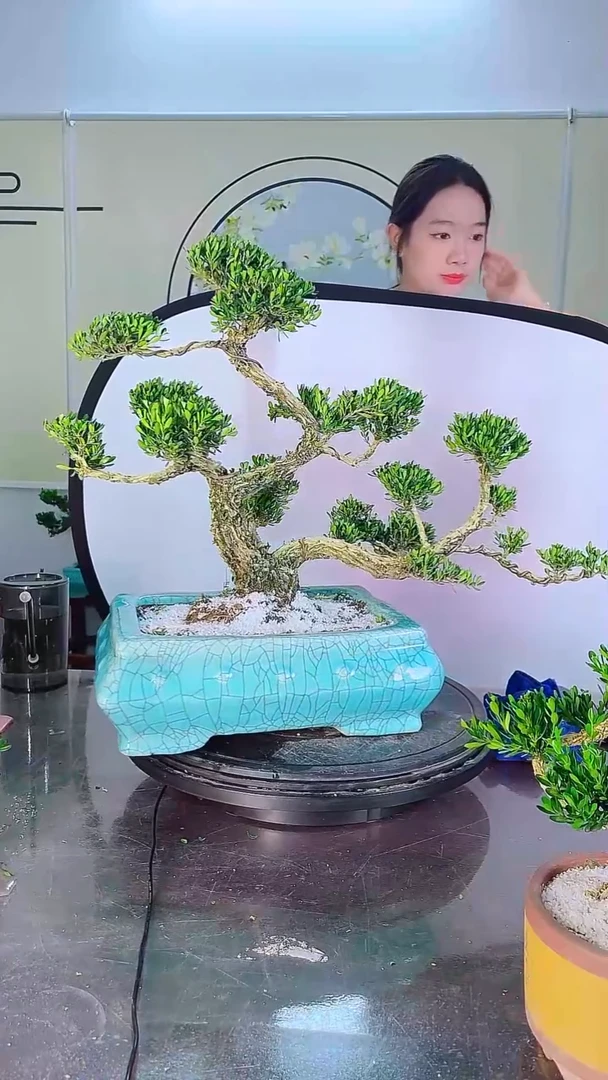 不开花植物广东雀舌皱皮黄杨高端盆景