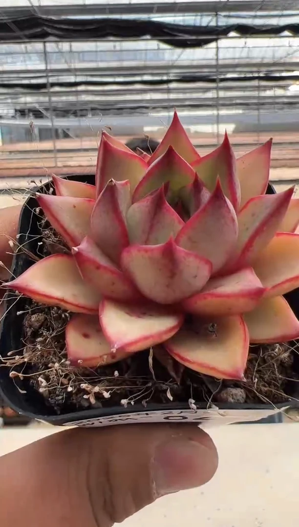 【闪购商品】新款多肉-82