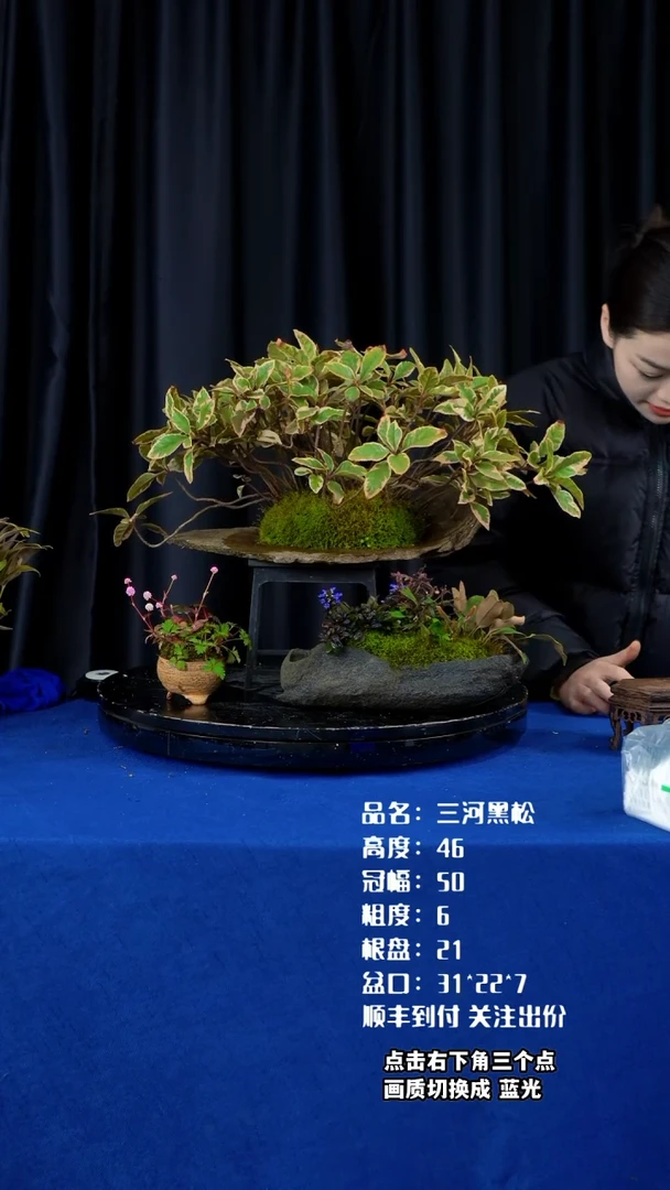 【闪购商品】山野草