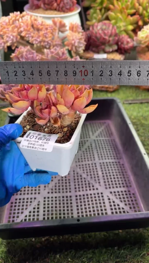 【闪购商品】01676