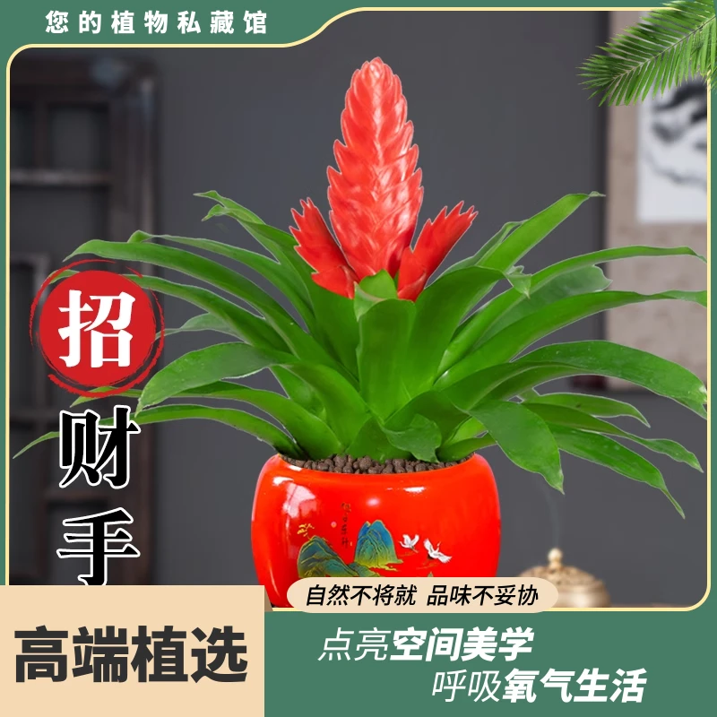 招财手盆栽红玉扇鸿运当头绿植花卉植物室内花客厅净化空气