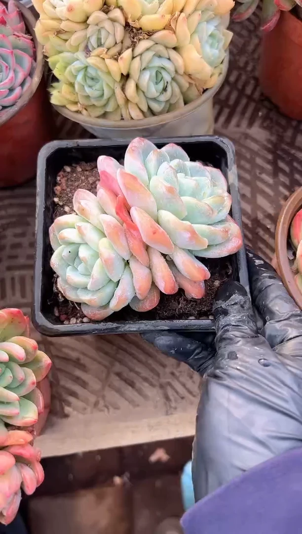 西****i多肉植物一物一拍17220