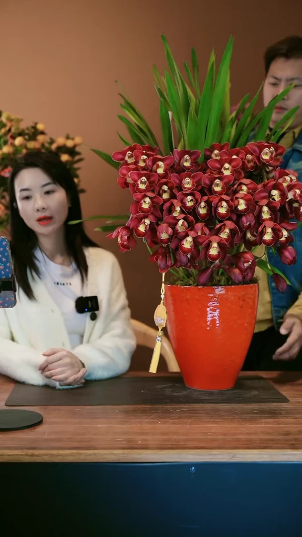 【闪购商品】盆景红袍拱兰 红