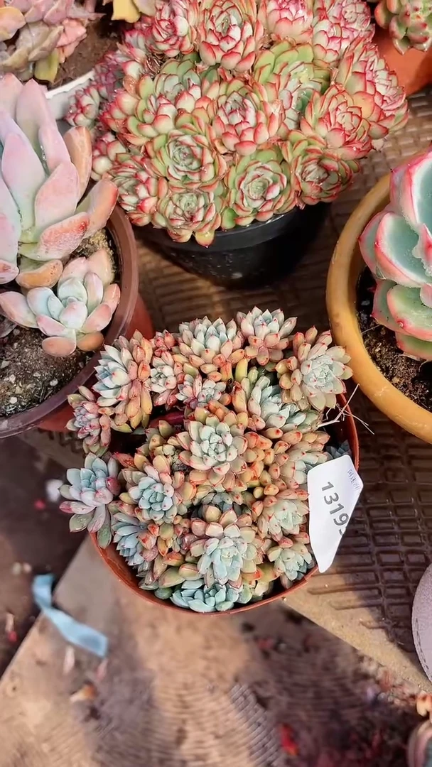 【闪购商品】13195