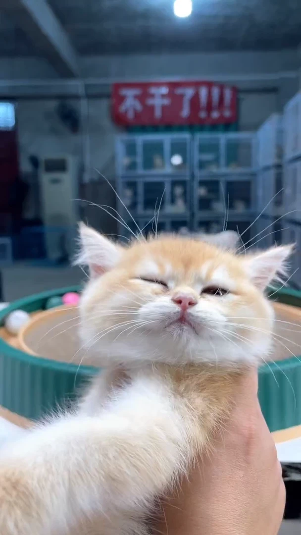 猫金渐层各种品种猫咪