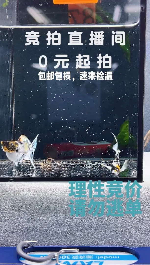 孔雀鱼三色玛丽满钻星空眼一对编号87