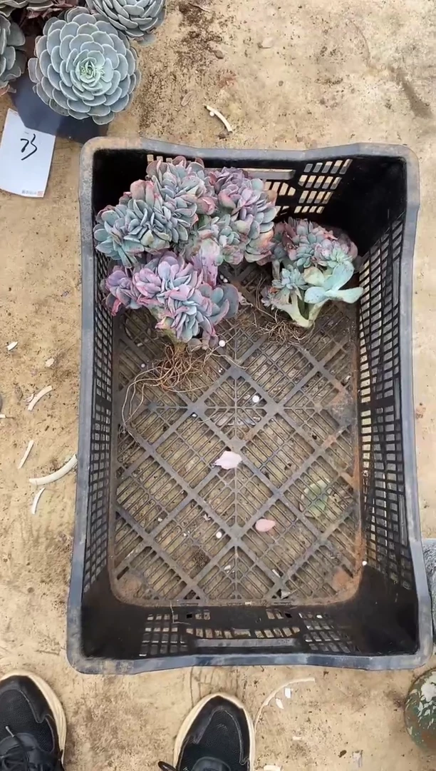 【闪购商品】83号缀化3颗￥55