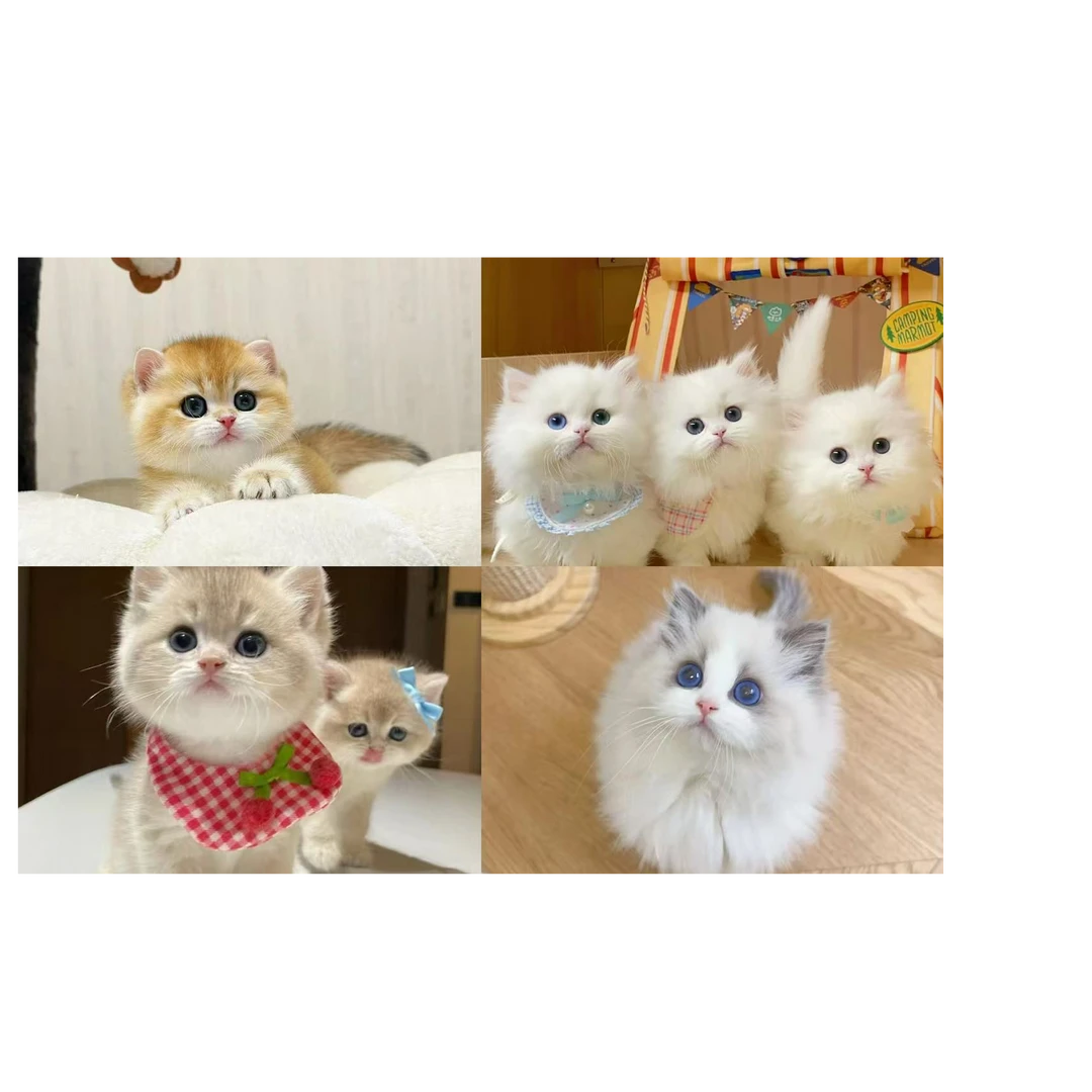 （桃子家）T小猫咪活体