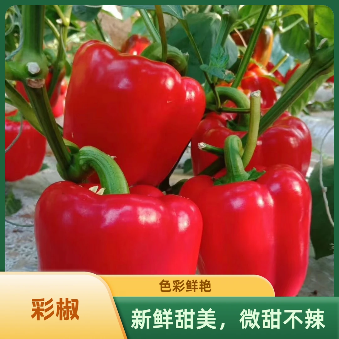 新鲜水果彩椒农家自种微甜不辣