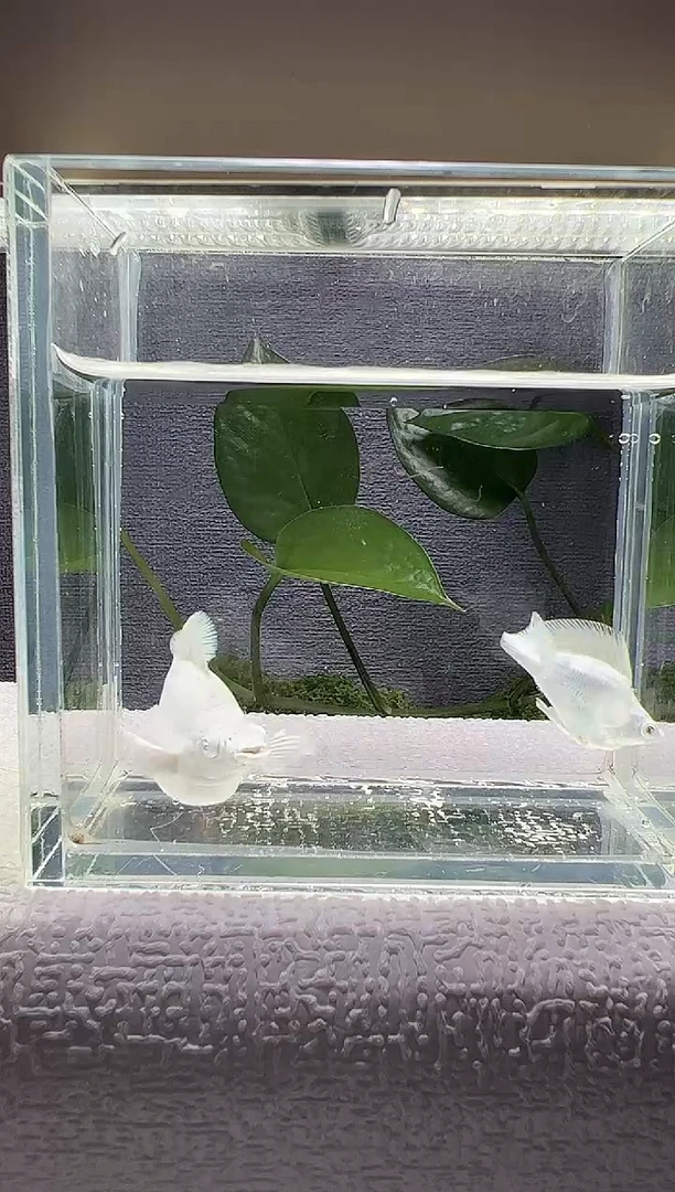 孔雀鱼阿浩孔雀鱼