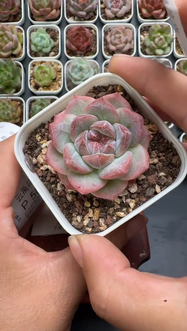 586P带盆土发 当场拍3颗以上包柚 多肉植物 一物一拍