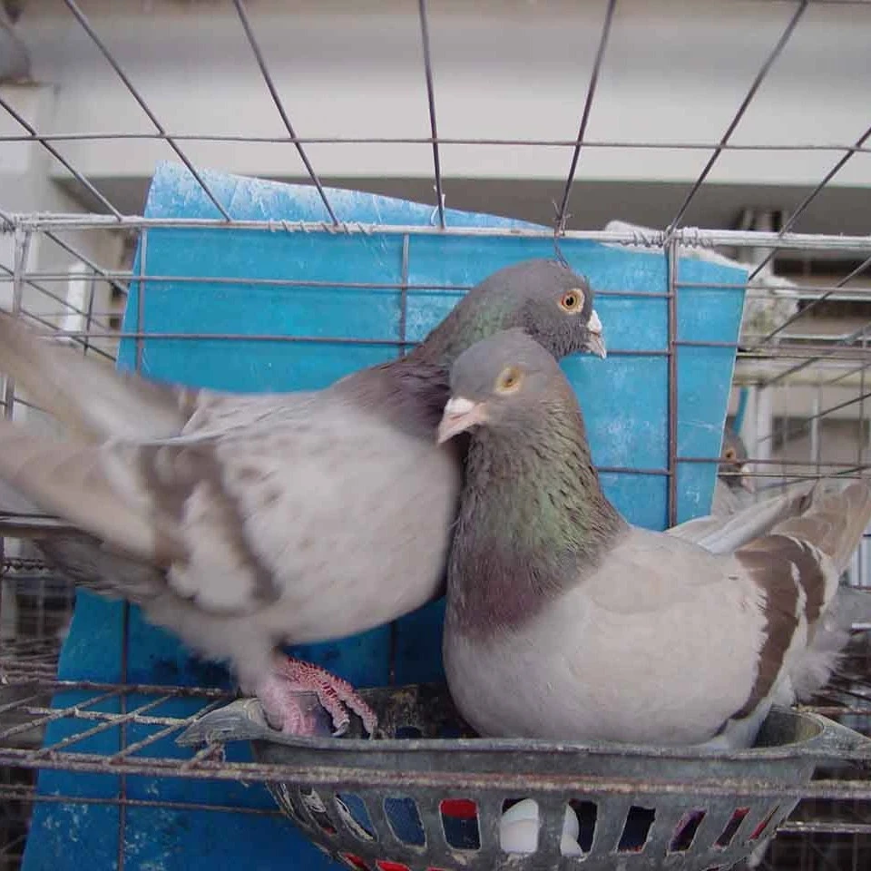 落地王鸽子4只顺丰包邮到家(只包路损)红 黑 白 瓦灰 雨点 麒麟花