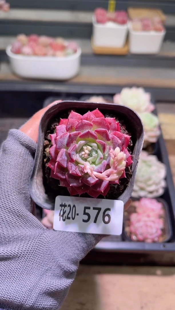 【闪购商品】20-576胭脂