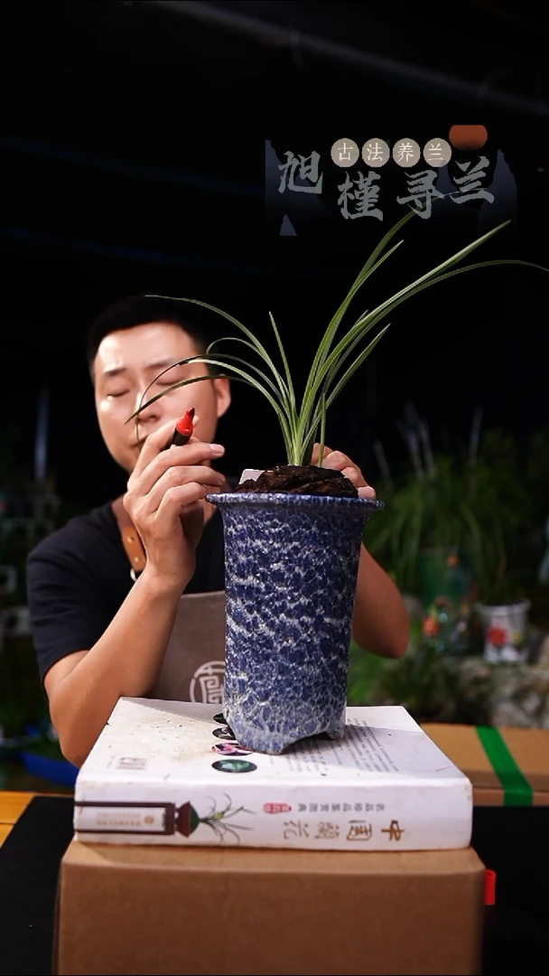 当前无花栽培后可以开花蒲****想蕙兰传奇2苗1芽 带盆发货