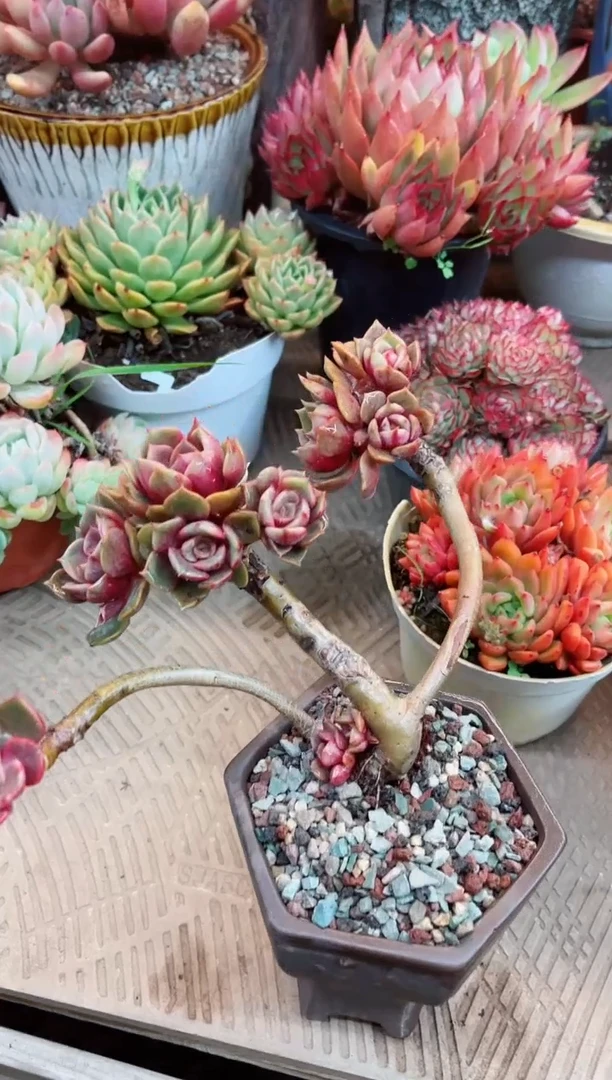 【闪购商品】15020