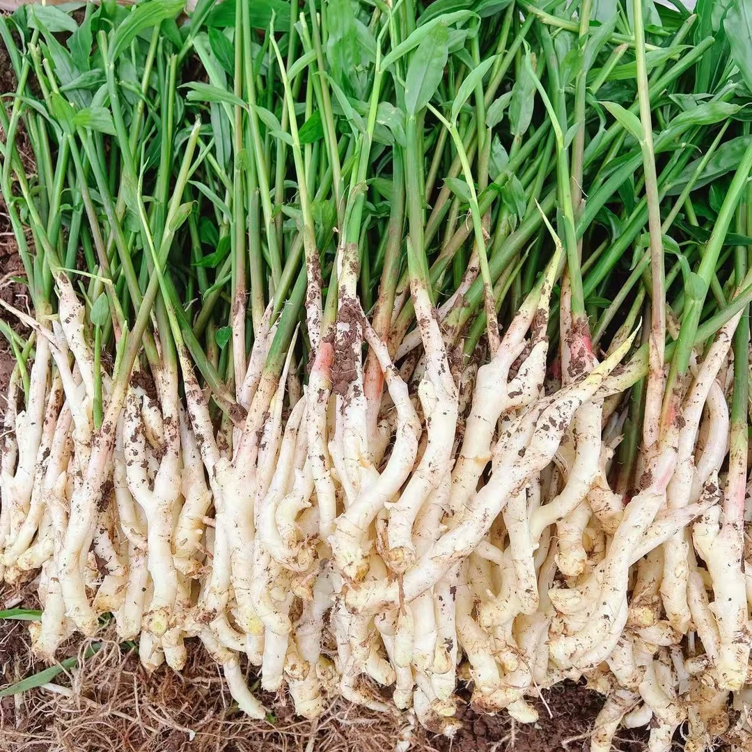 四川威远新鲜现挖嫩仔姜脆嫩爽口可腌制可炒菜