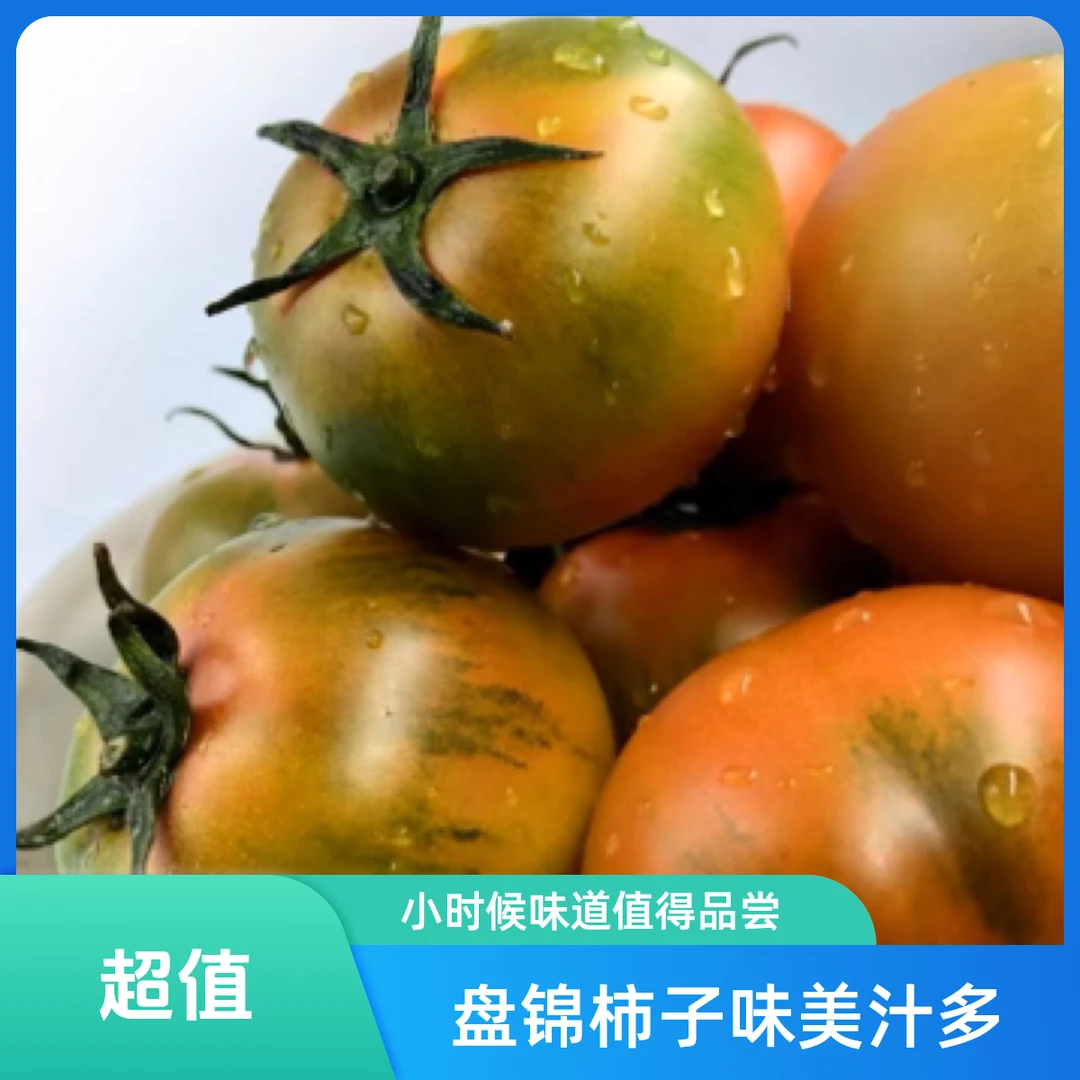 盘锦碱地柿子草莓柿子酸甜口感小时候味道孕妇铁皮柿子西红柿5斤新鲜西红柿辽宁省