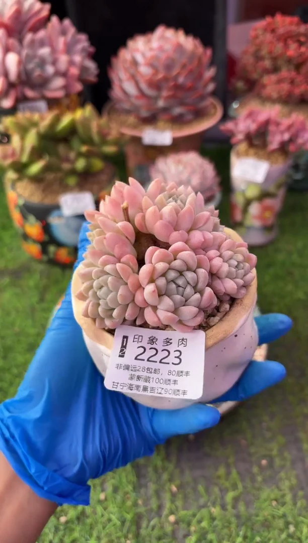 昆明印象多肉2223