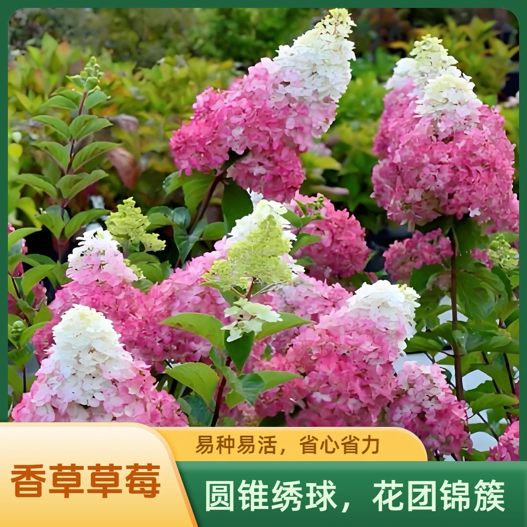 【香草草莓绣球】带盆带土栽好 四季开花植物室内 阳台 庭院 易养活