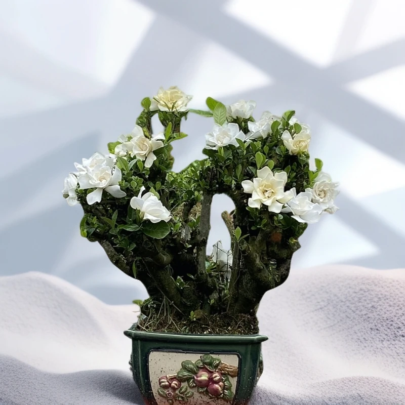 牡丹重瓣栀子花  盆景素材地栽老桩 好养浓香（以直播间截图为准）