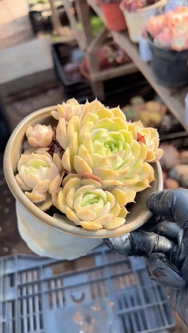 勿**心多肉植物一物一拍16215
