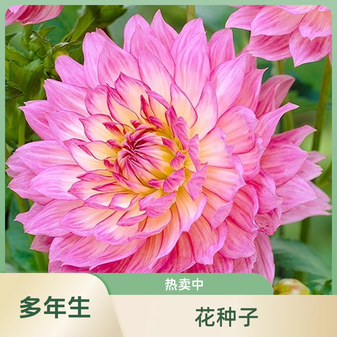 大丽花小丽花地瓜花大丽菊花卉观花草花种子多年生春季开花