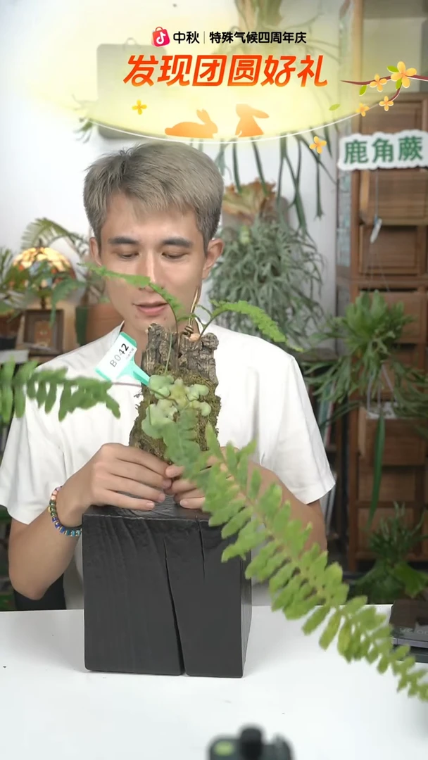 不开花植物B042-上板蓝蚁蕨