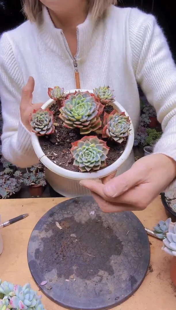 ?***.2222多头莲花座多肉一物一拍