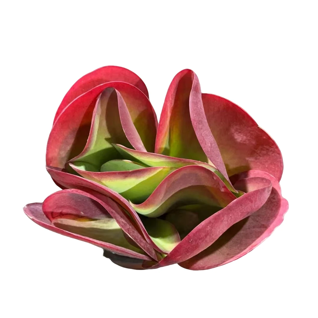 精品多肉植物 唐印