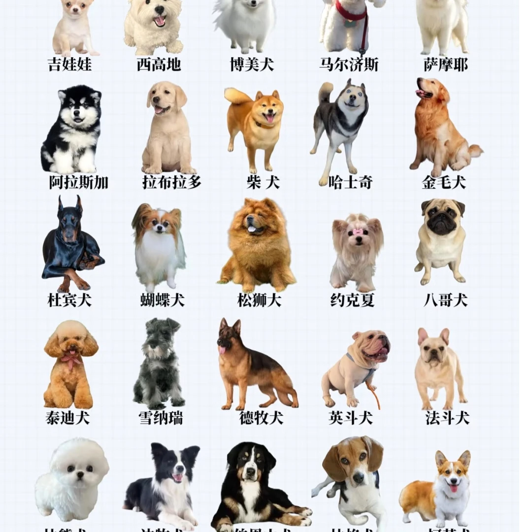 狗市专属代购链接！泰迪博美比熊五黑柴犬金毛全犬种