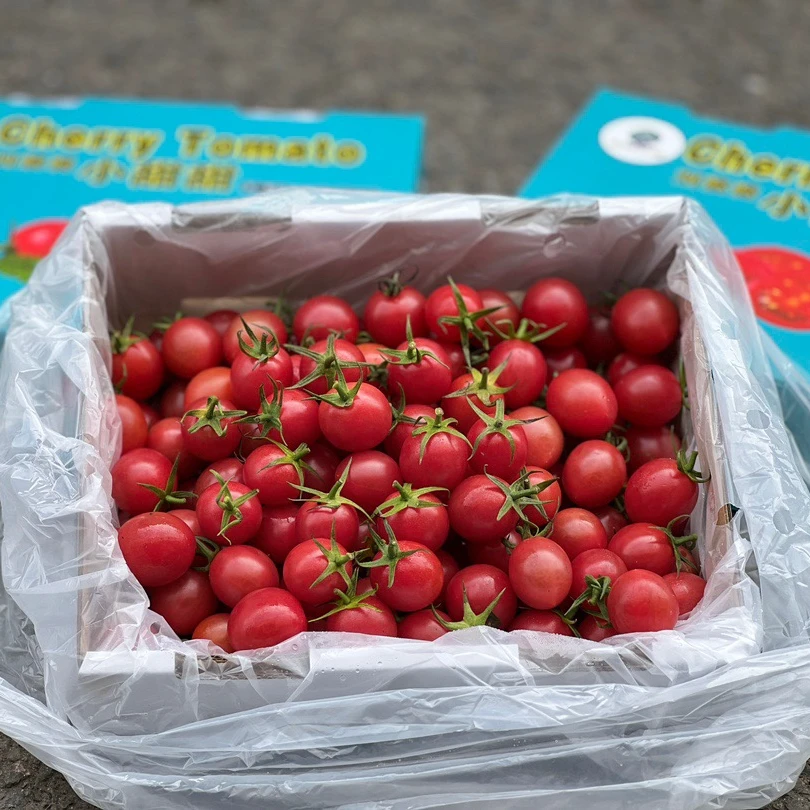 《宋大叔儿子专属》刘婆婆小甜甜 釜山88号小番茄 口口爆汁儿 净果2斤 礼盒装山东省