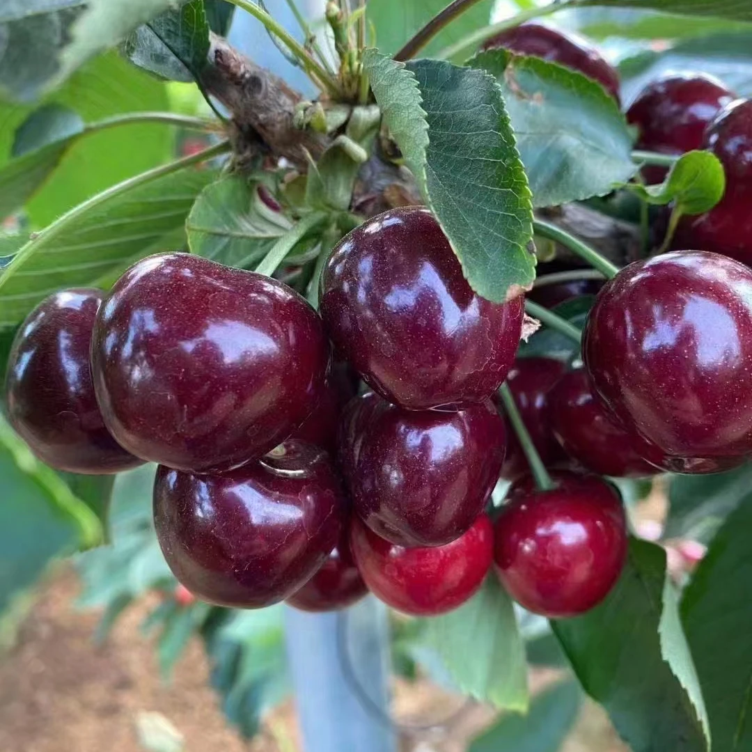 【黑珍珠车厘子樱桃树结果树苗结果树庭院种植】