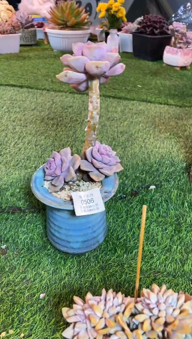 【闪购商品】0506a