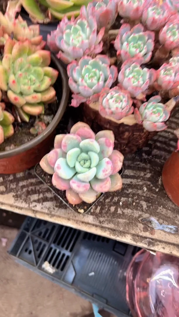 懒****?多肉植物一物一拍20293