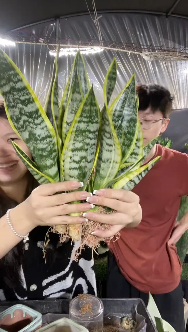 矮脚金边裸根4棵9.9